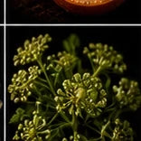 Angelica