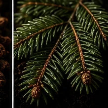 Balsam Fir