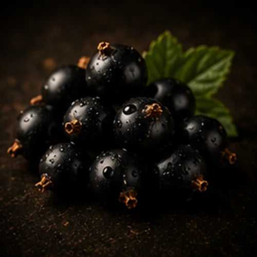 Black Currant