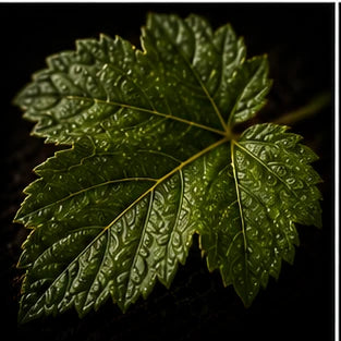 Blackcurrant Leaf