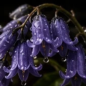 Bluebell