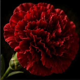 Carnation