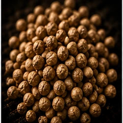 Coriander Seed
