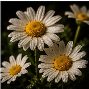 Daisy