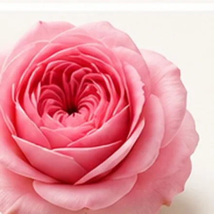 Damask Rose