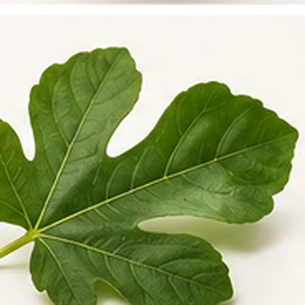 Fig Leaf
