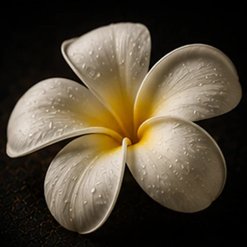 Frangipani