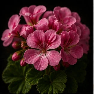 Geranium