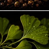 Ginkgo