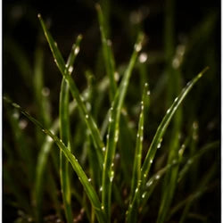 Grass