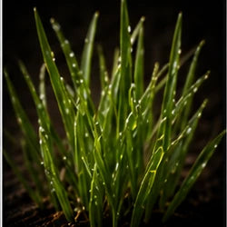 Green Grass