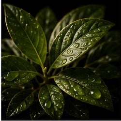 Green Leaf