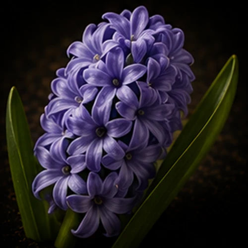 Hyacinth