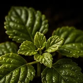 Indonesian Patchouli