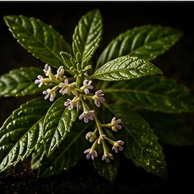 Lemon Verbena