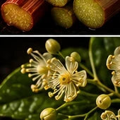 Linden Blossom