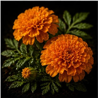 Marigold
