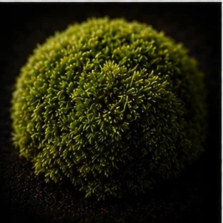 Moss