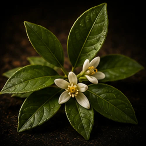 Neroli