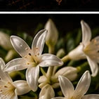 Night Jasmine