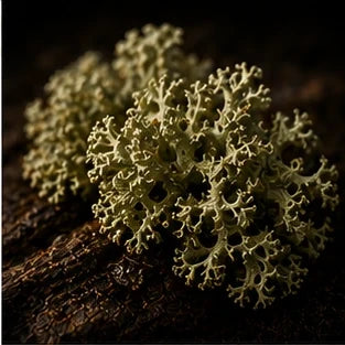 Oakmoss