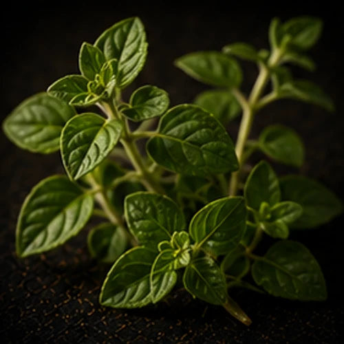 Oregano