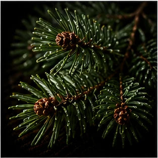 Pine Tree