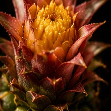 Pineapple Blossom