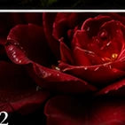 Rose Absolute