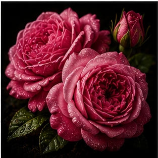 Taif Rose