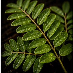 Tamarind Leaf