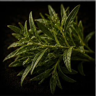 Tarragon