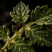Tomato Leaf