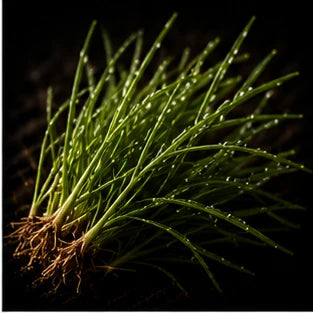 Vetiver (Khus)