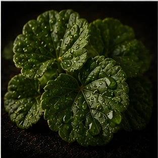 Violet Leaf