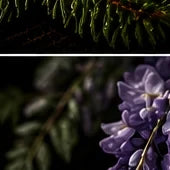 Wisteria