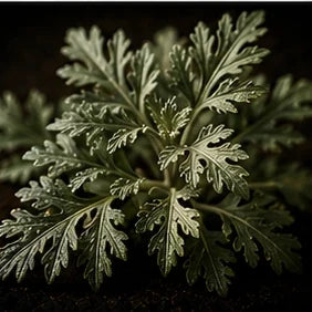 Wormwood
