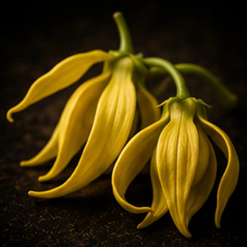 Ylang-Ylang
